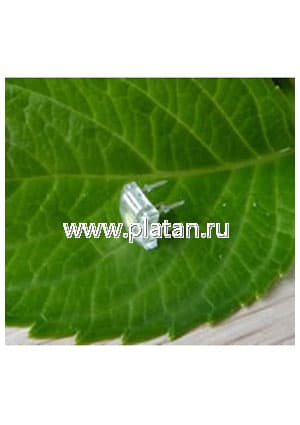 BL-FL760RBGC, Светодиод "Пиранья" зеленый 160" 4000мКд 505нМ (Ultra Bluish Green)